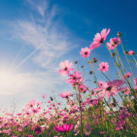 Does Bipolar Belong in the Neurodiverse Realm?